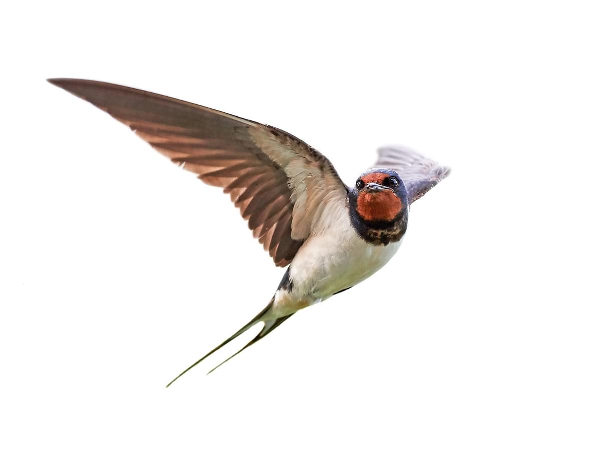 Barn Swallow Nesting (All You Need To Know)