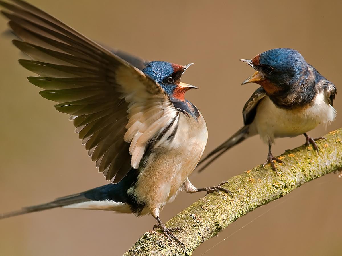 Two House Swallows in conflict