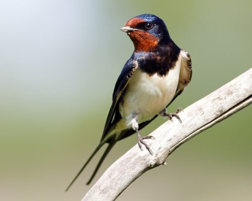 Barn Swallow
