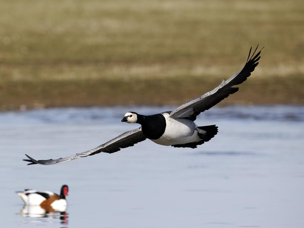 Barnacle Goose in-flight over a reservoir