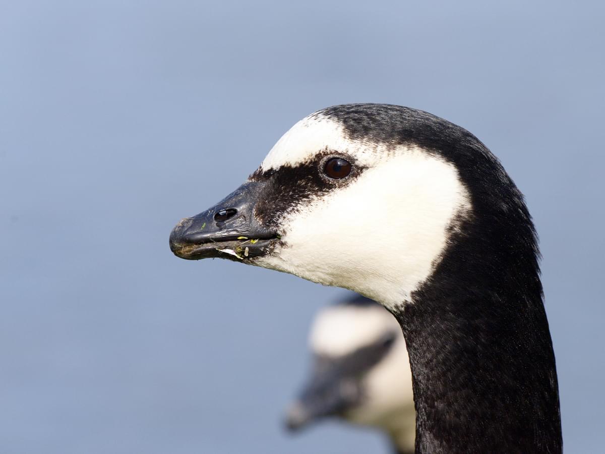 Portrait of a Barnacle Goose