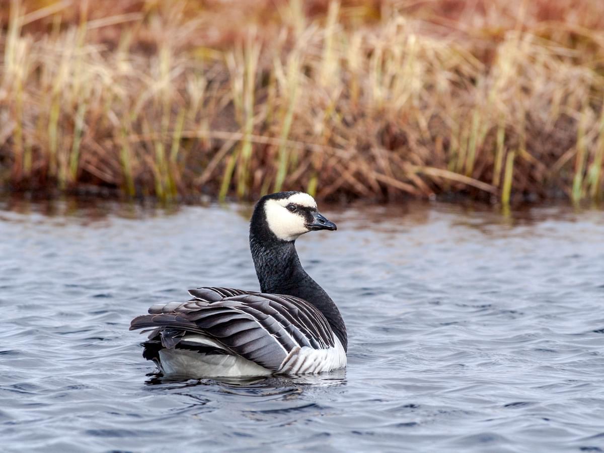 Barnacle Goose swimming in its natural habitat