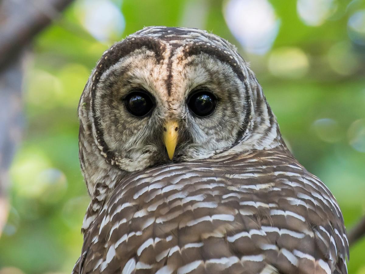 Barred Owl Nesting: A Complete Guide