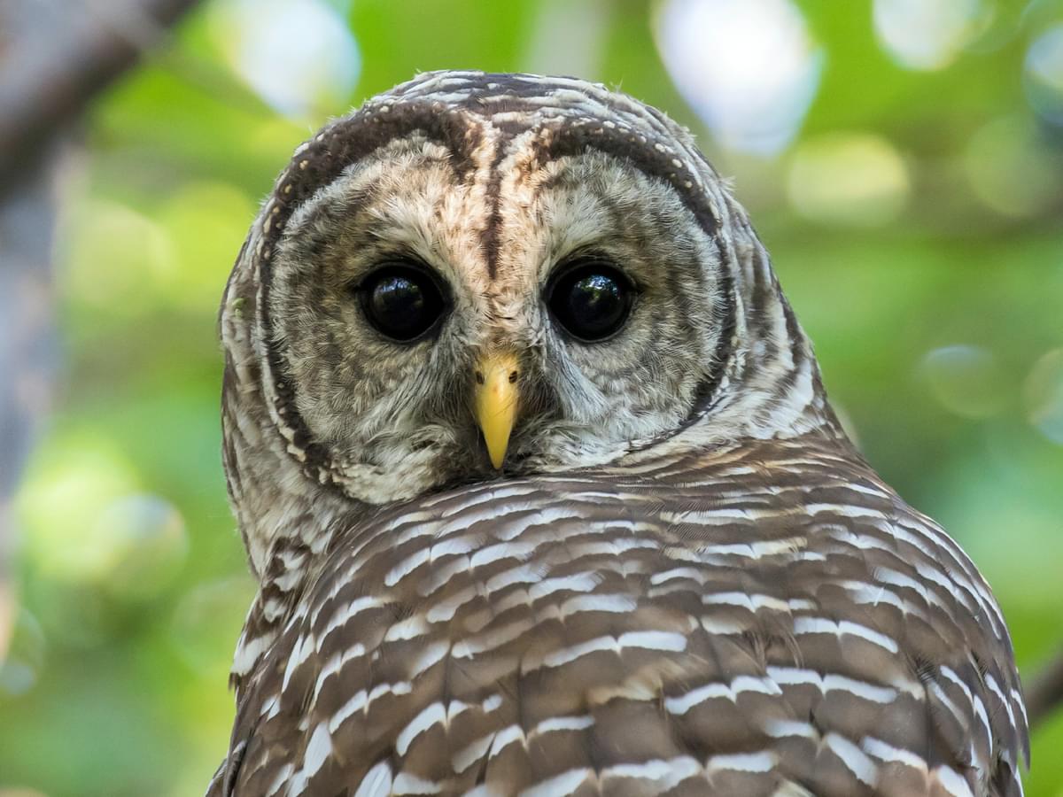 Portrait of a Barred Owl