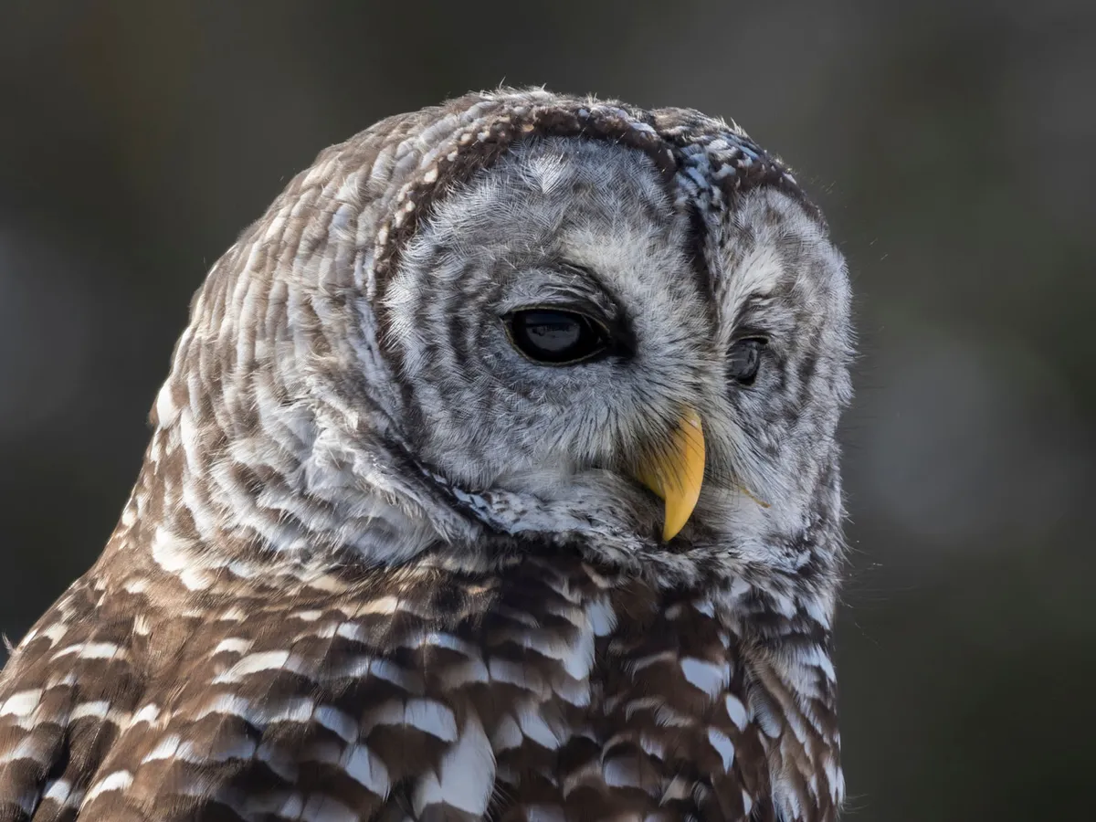 How Big Are Barred Owls? (Wingspan + Size)