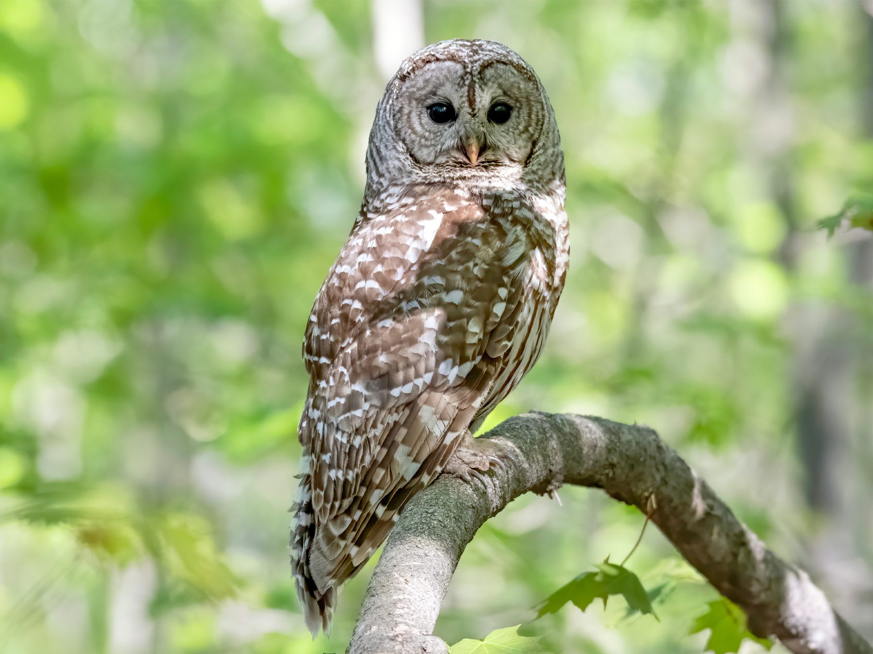 Barred Owl