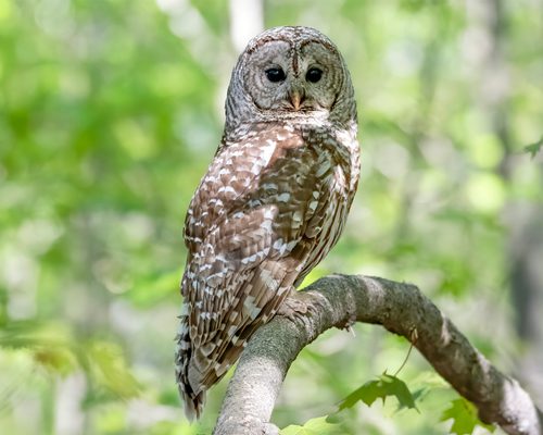 Barred Owl