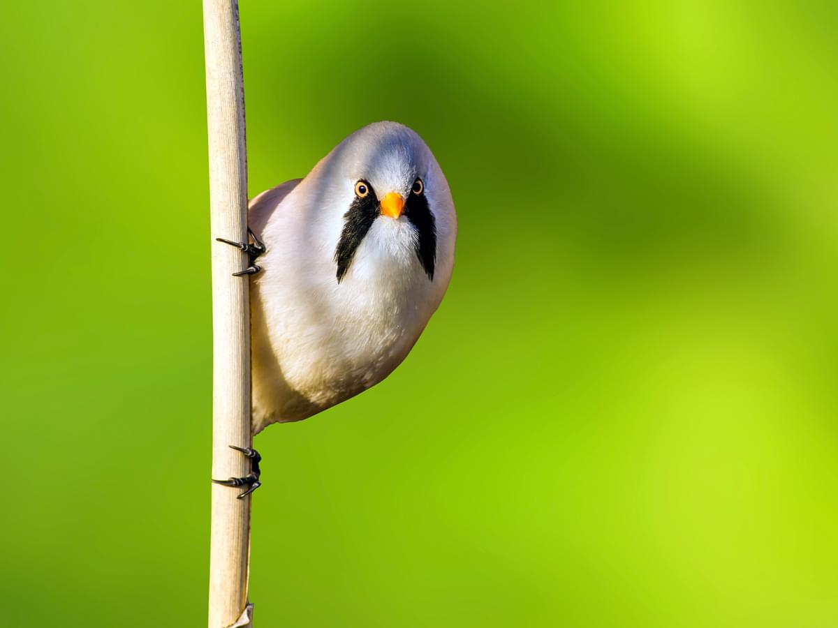 Bearded Tit perched on a reed