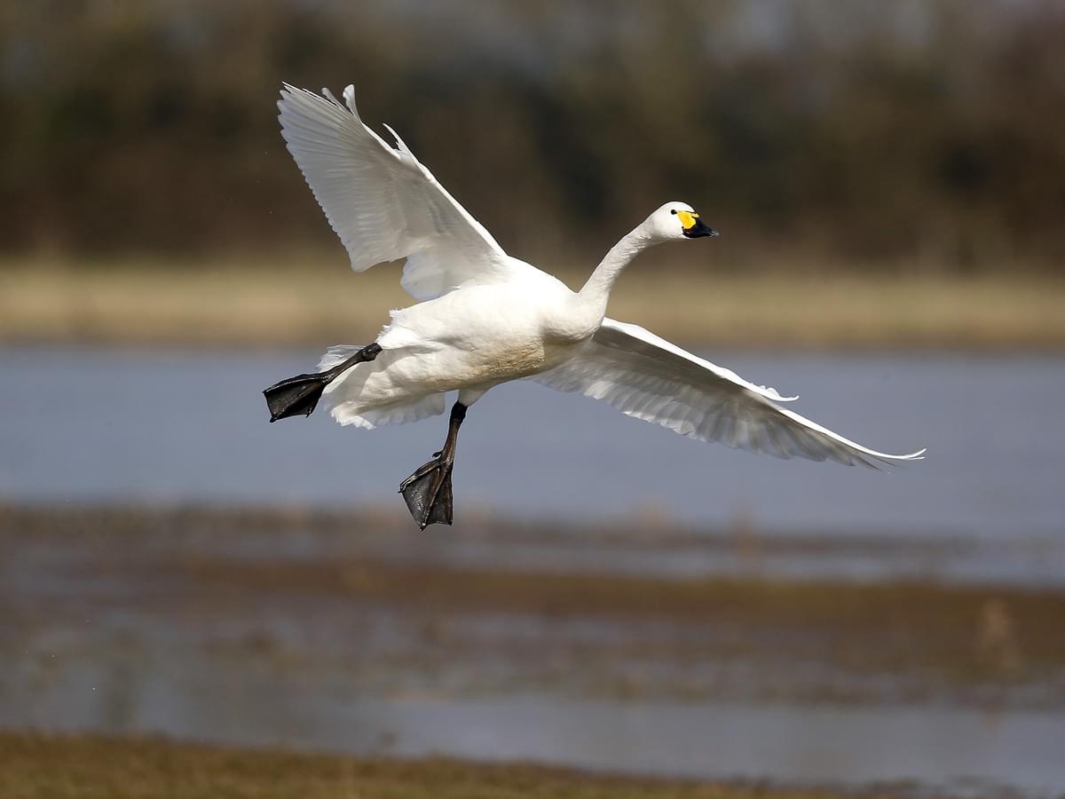 Bewick's Swan in-flight over the lake