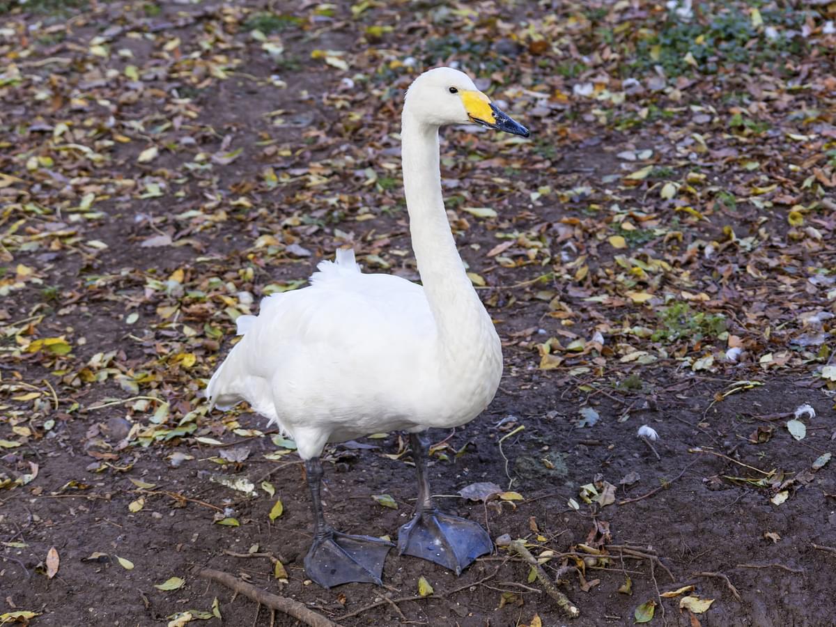 Bewick's Swan in natural habitat