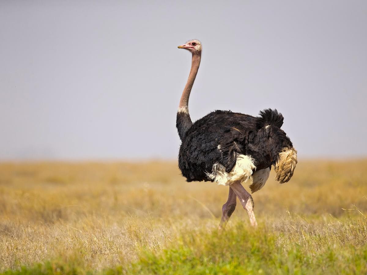Exploring the World's Largest Birds: A Size Comparison