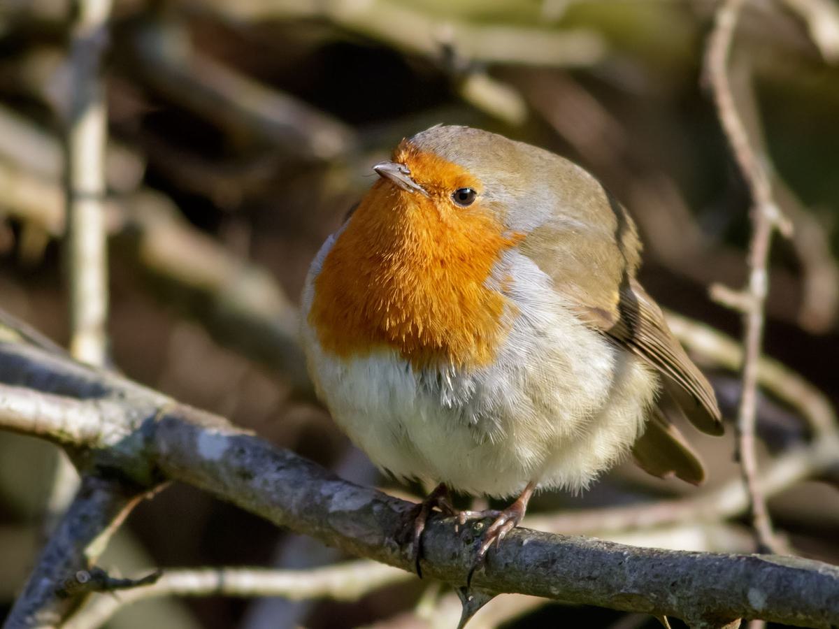 Air Sac System of Birds