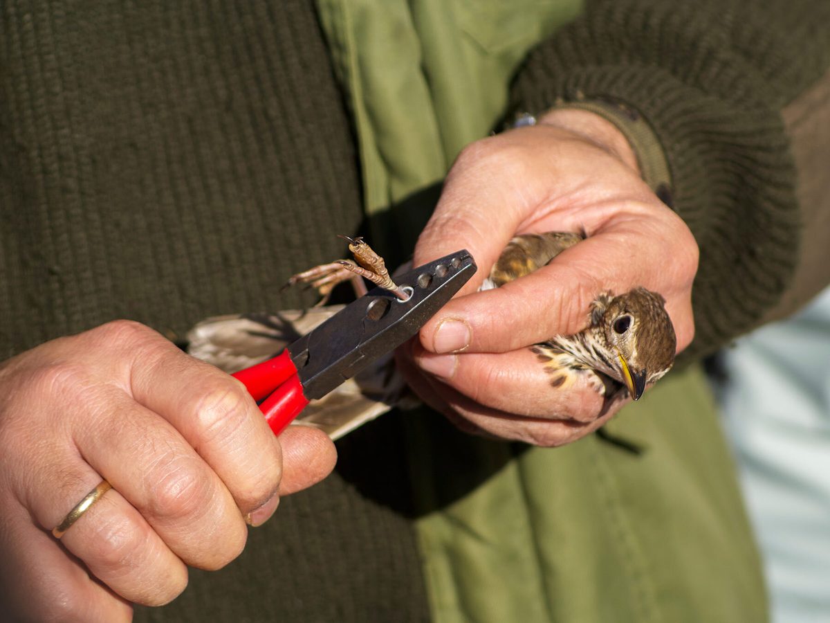 Bird Ringing and Banding: A Complete Guide | Birdfact