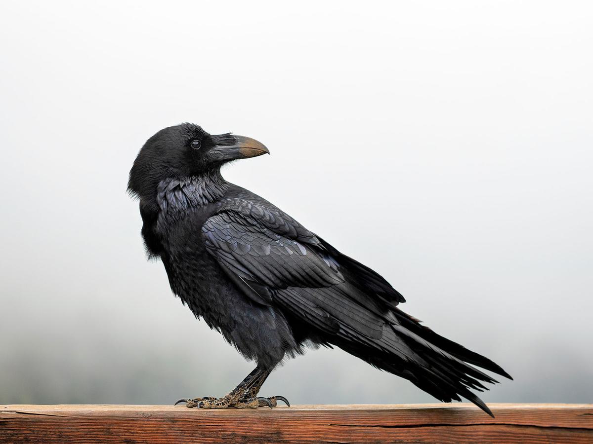 Bird Brains: Debunking the Myths