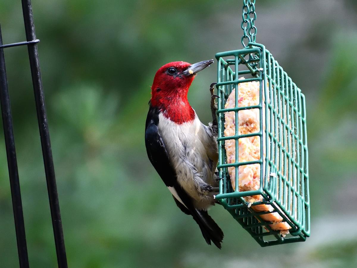 Bird Feeding: Do's and Don'ts