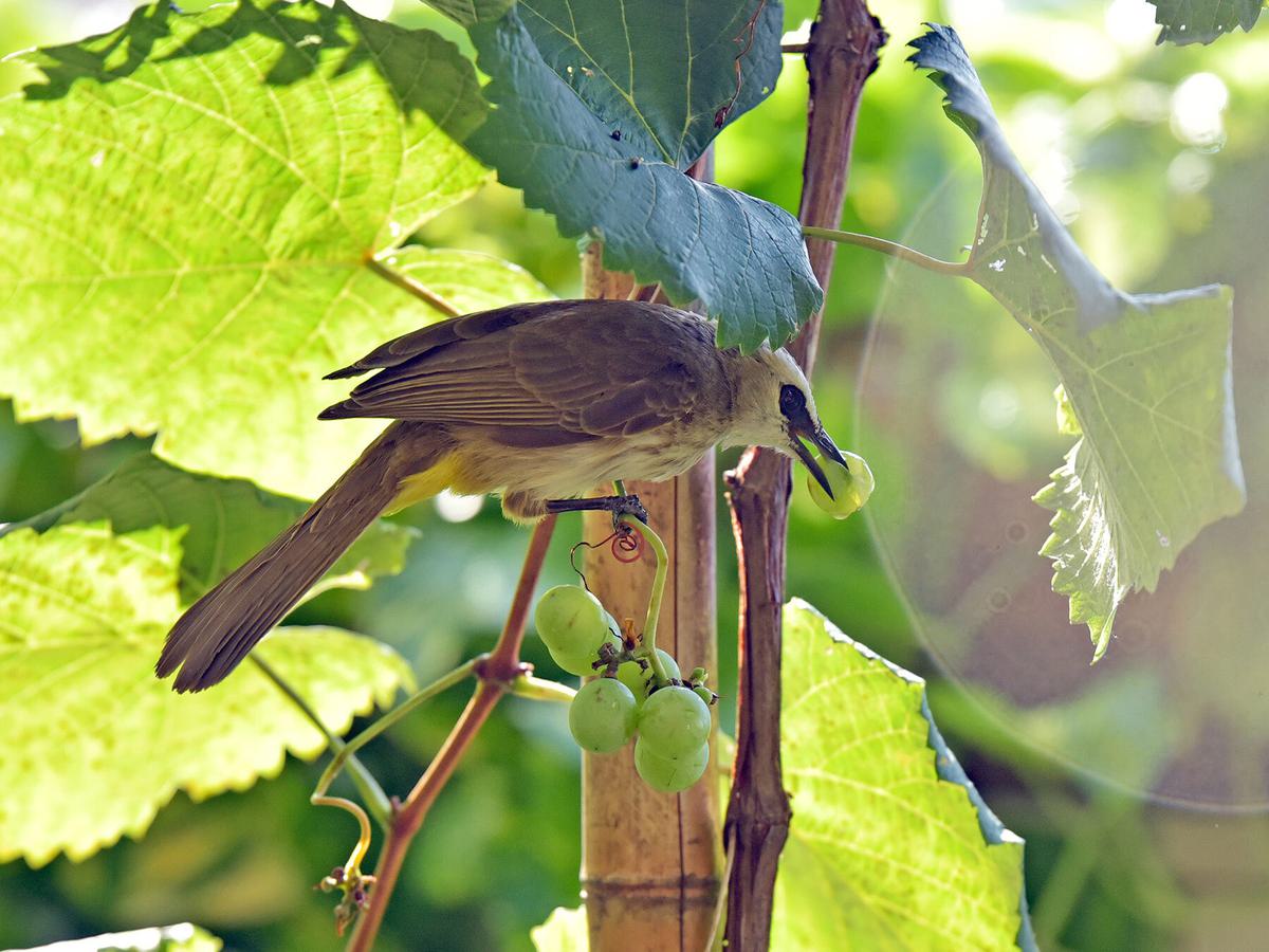 Birds pluck grapes from grape vines to feed on them