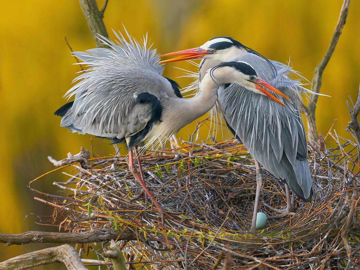 Bird Reproductive Organs