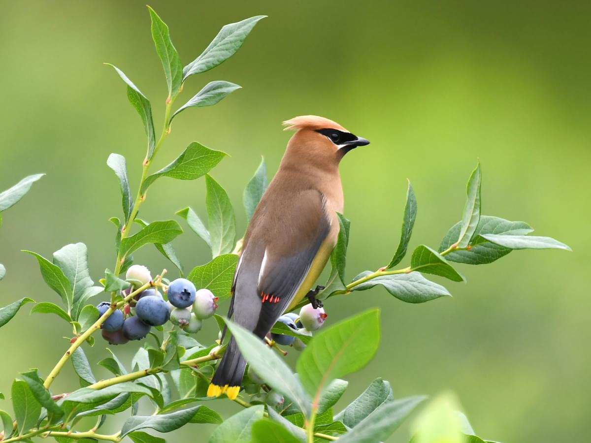 Birds and Blueberries: Are They a Safe Choice for Birds?