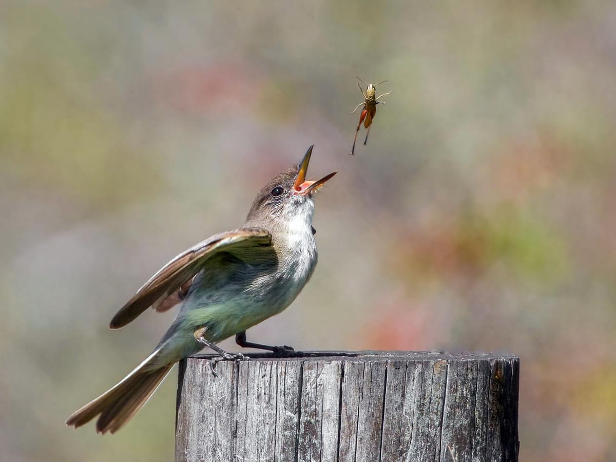 Birds and Grasshoppers: A Look into the Predatory Dynamics