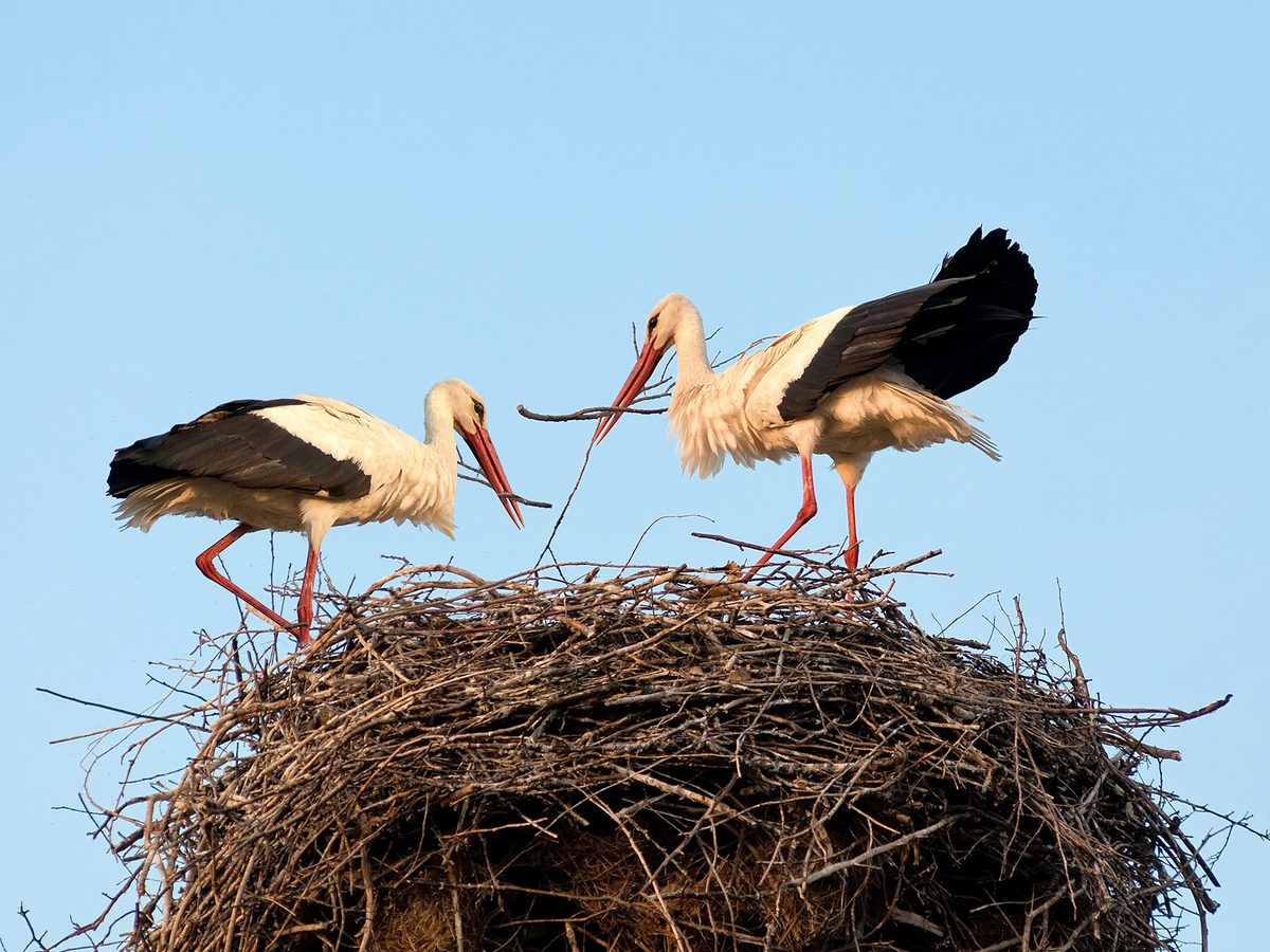 How Do Birds Build Nests? (5 Key Types) Birdfact