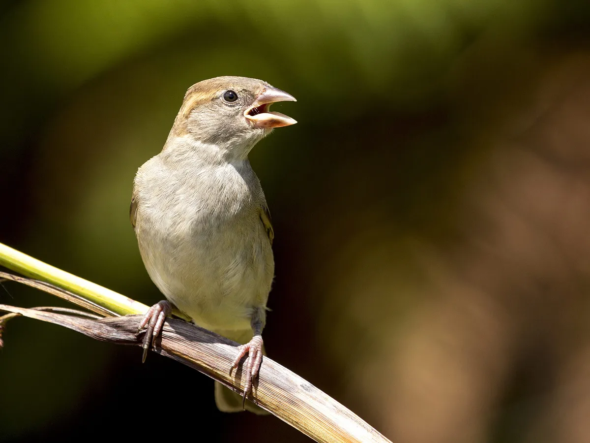 Keep Seeing Birds With Their Beaks Open? Everything Explained
