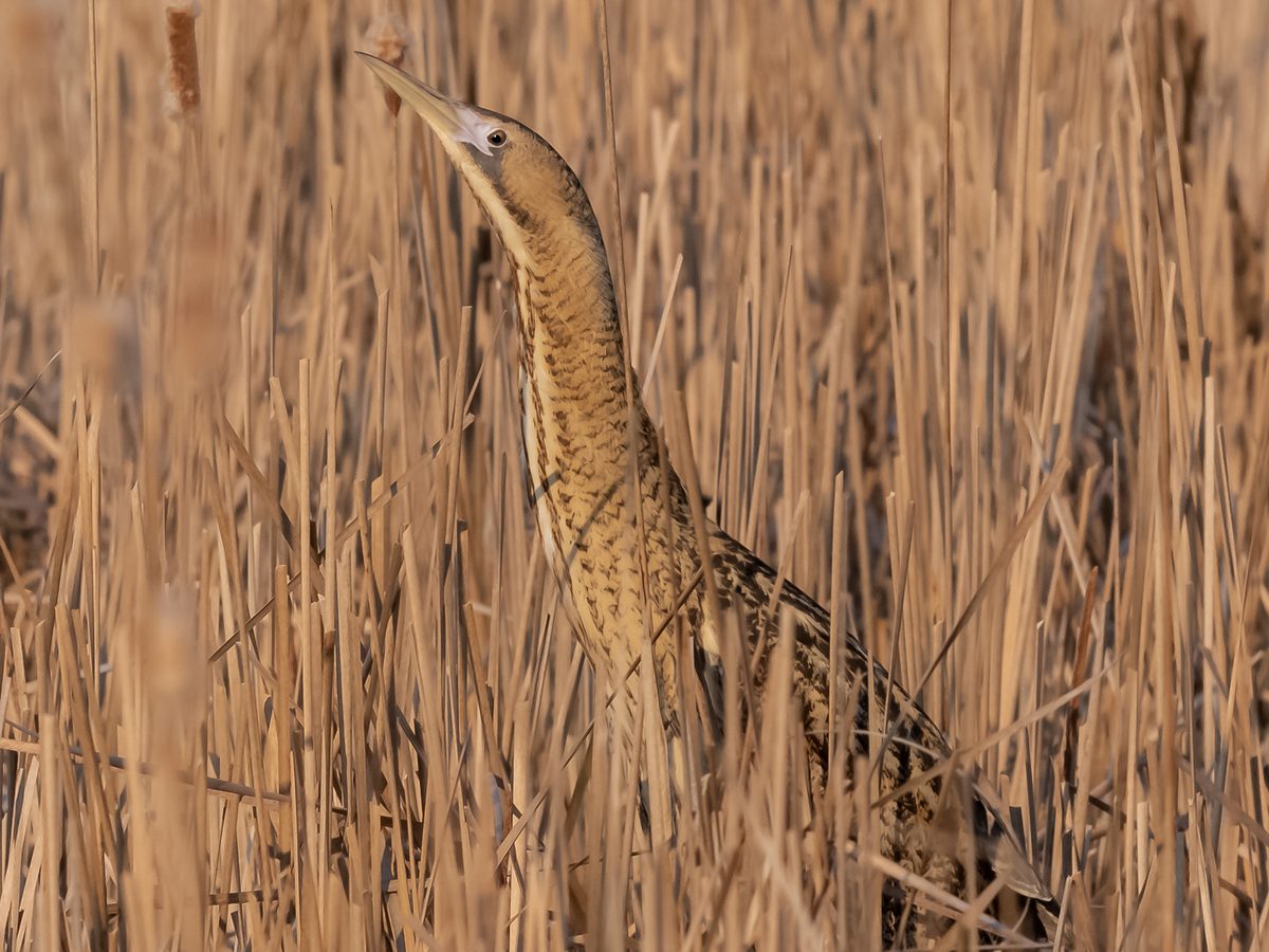 Bittern Bird Facts (Botaurus stellaris) | Birdfact