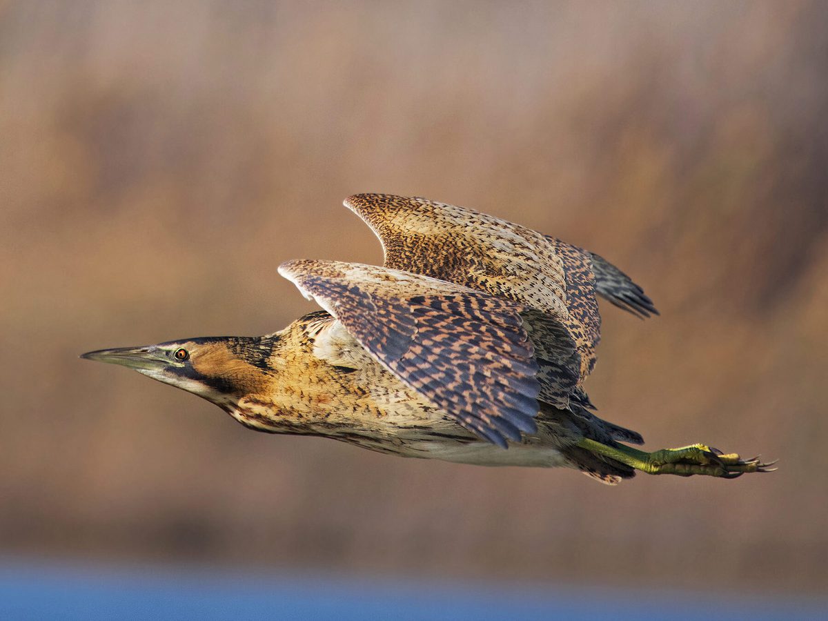 Herons in the UK (Complete Guide with Pictures) | Birdfact