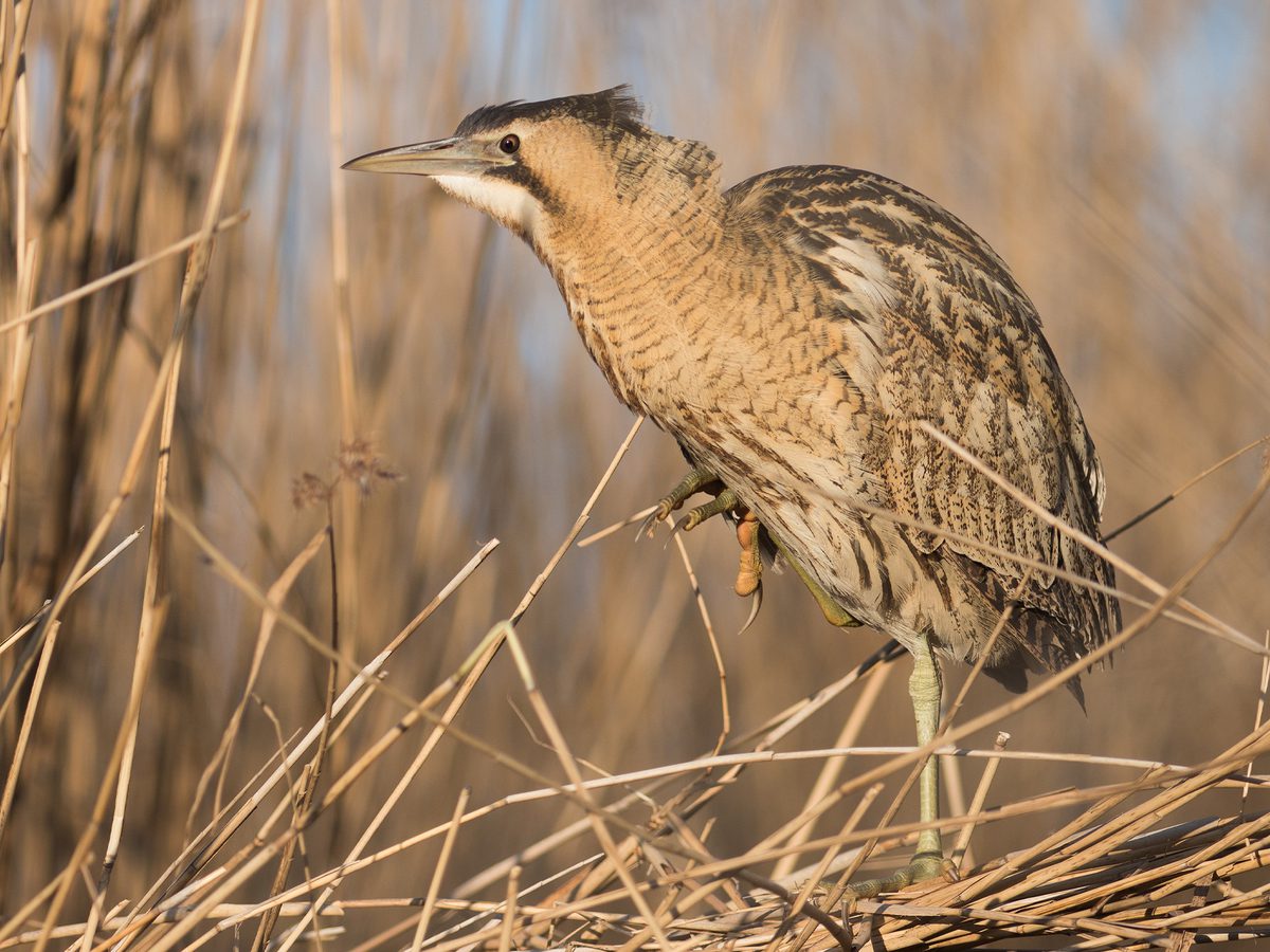 Bittern Bird Facts (Botaurus stellaris) | Birdfact
