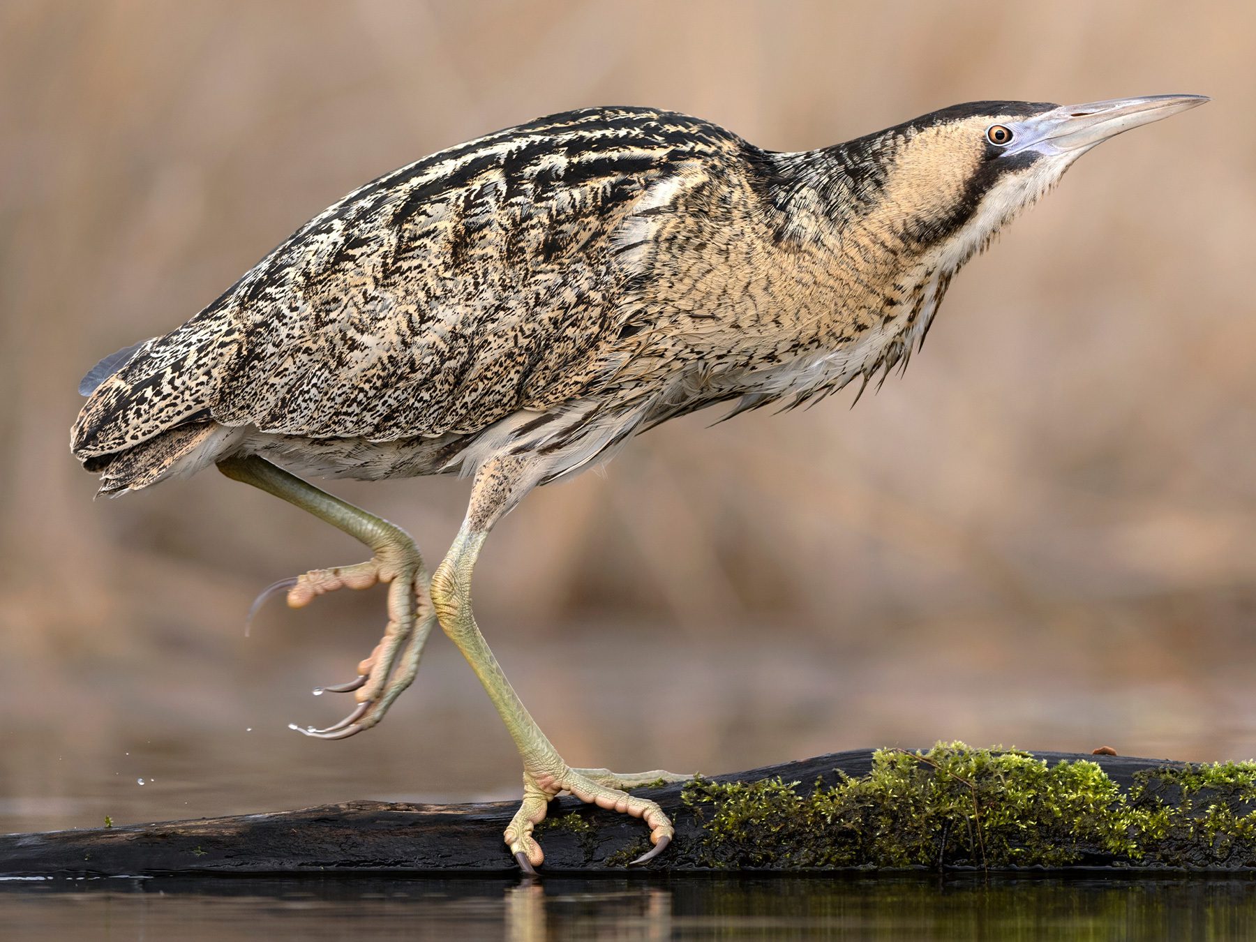 Eurasian Bittern