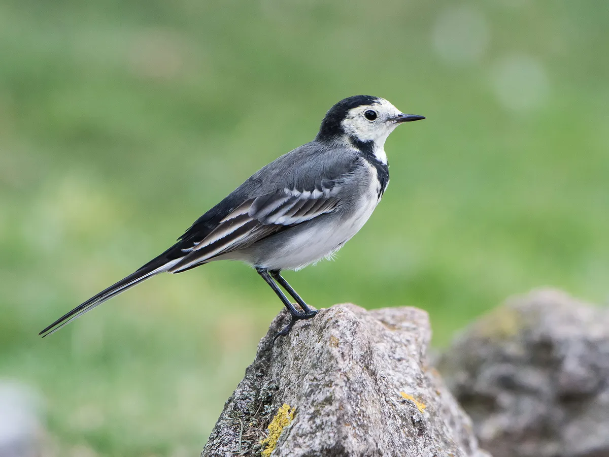 Black and White Birds in the UK (Identification Guide)