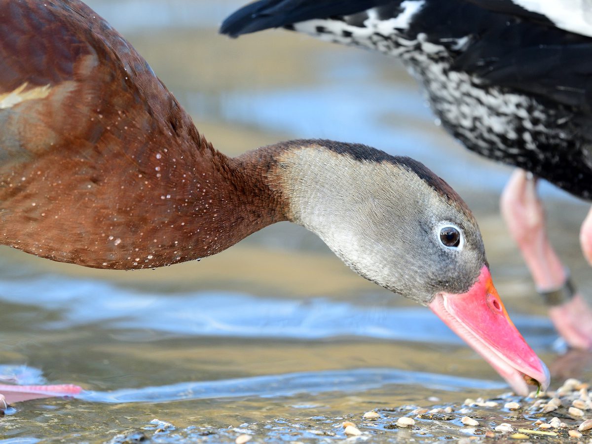 What Do Ducks Eat? (Full Diet, Feeding, Habits + Behavior) | Birdfact