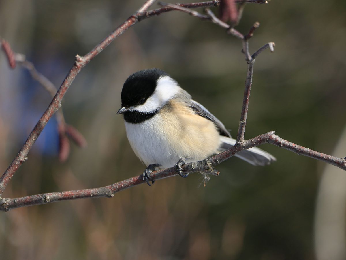 Female Black capped Chickadees (Male vs Female Birdfact Female Black capped Chickadees (Male vs Female Birdfact