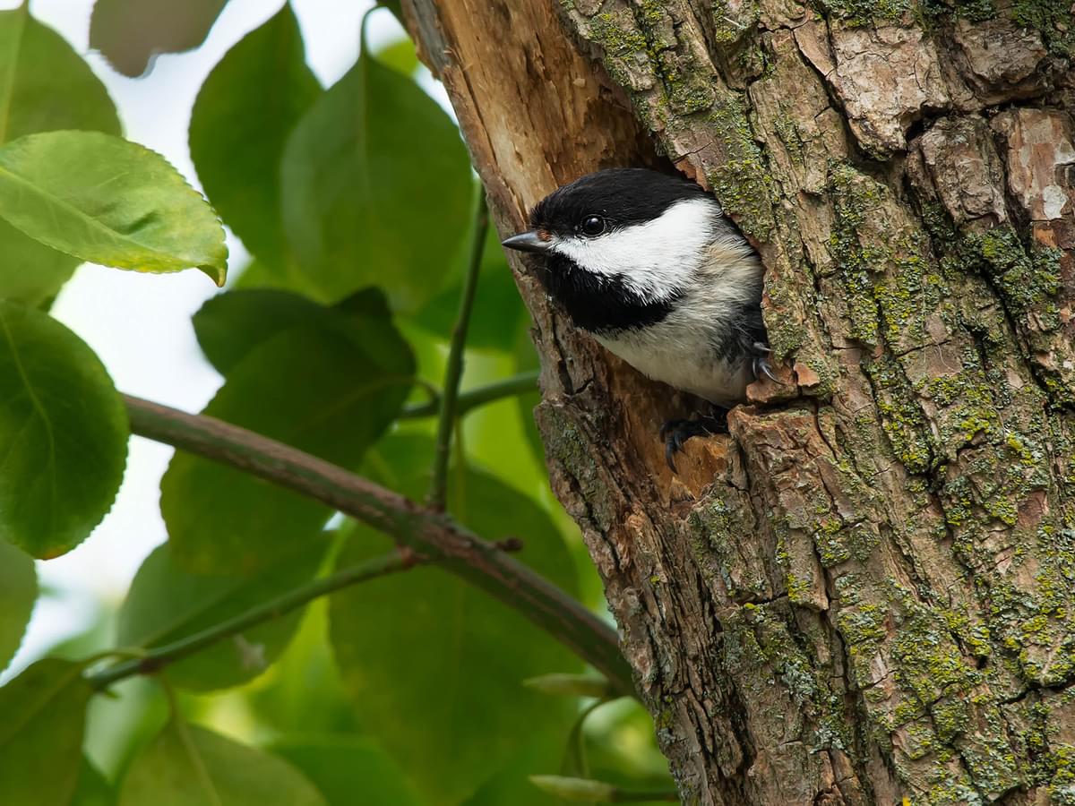Black-capped Chickadee Nesting (Complete Guide)
