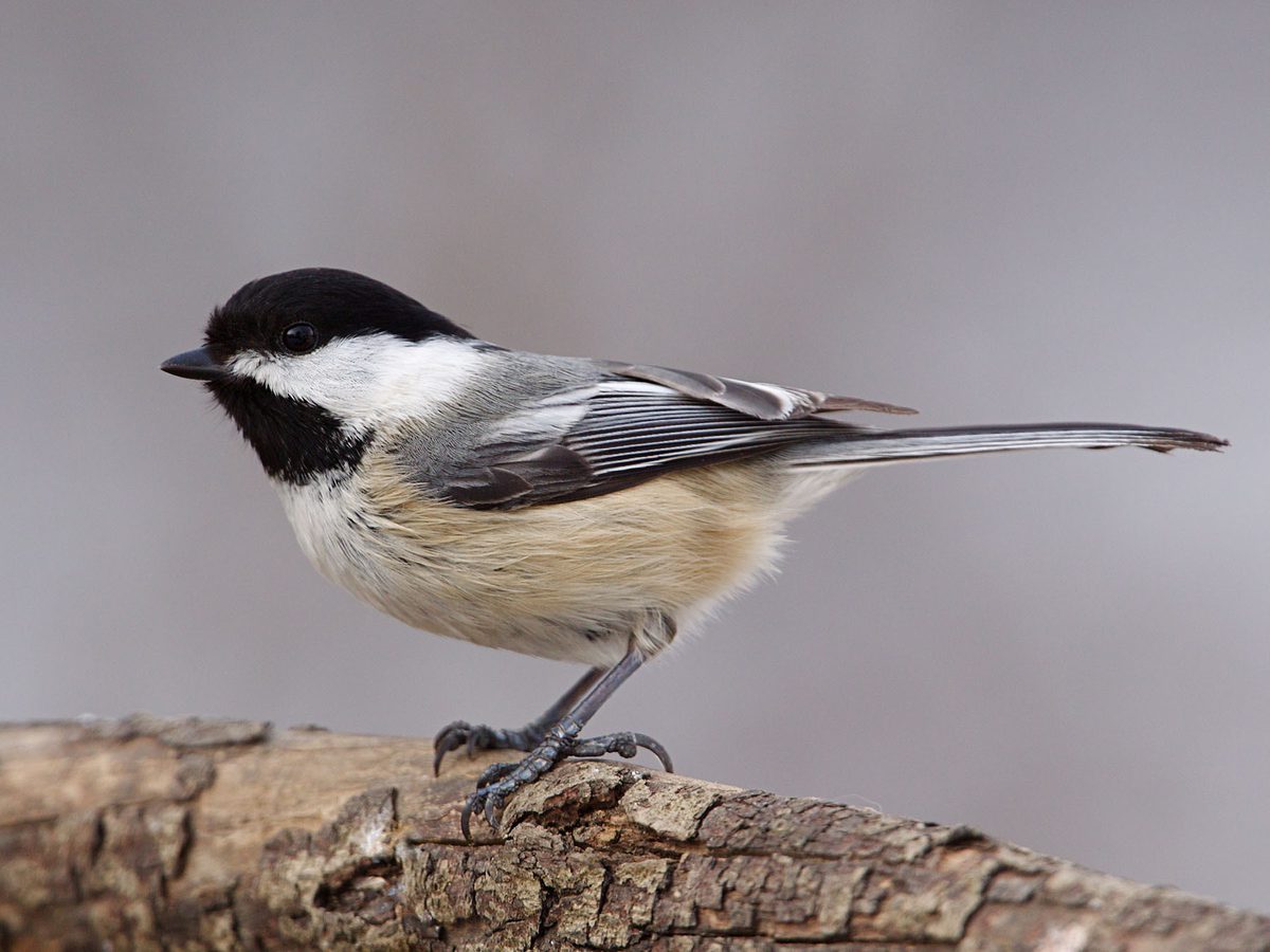 Female Black capped Chickadees (Male vs Female Birdfact Female Black capped Chickadees (Male vs Female Birdfact