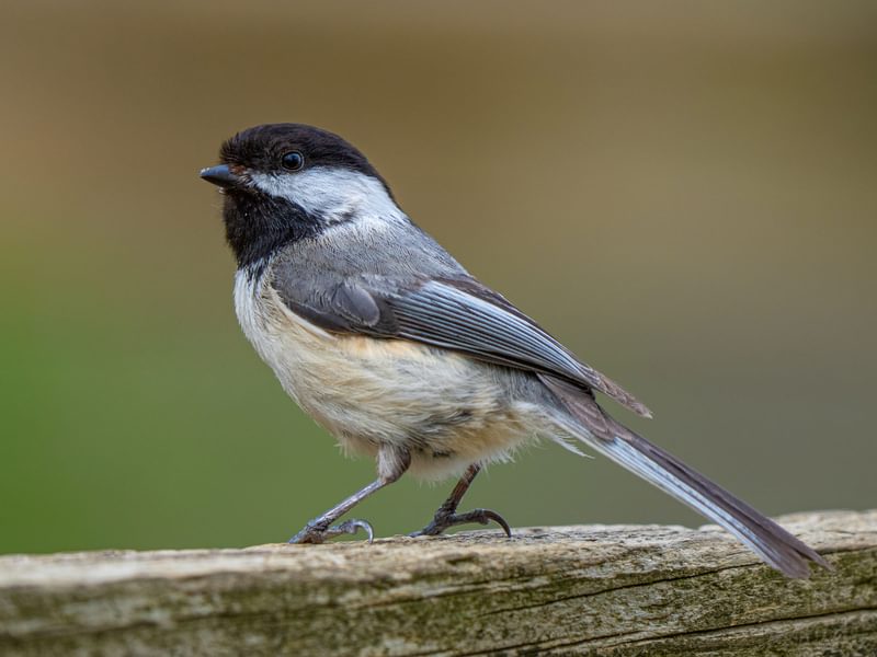 Female Black capped Chickadees (Male vs Female Birdfact Female Black capped Chickadees (Male vs Female Birdfact