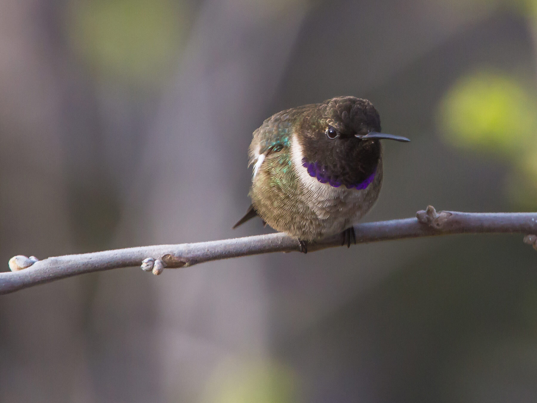 Types of Hummingbirds in New Jersey Guide) Birdfact