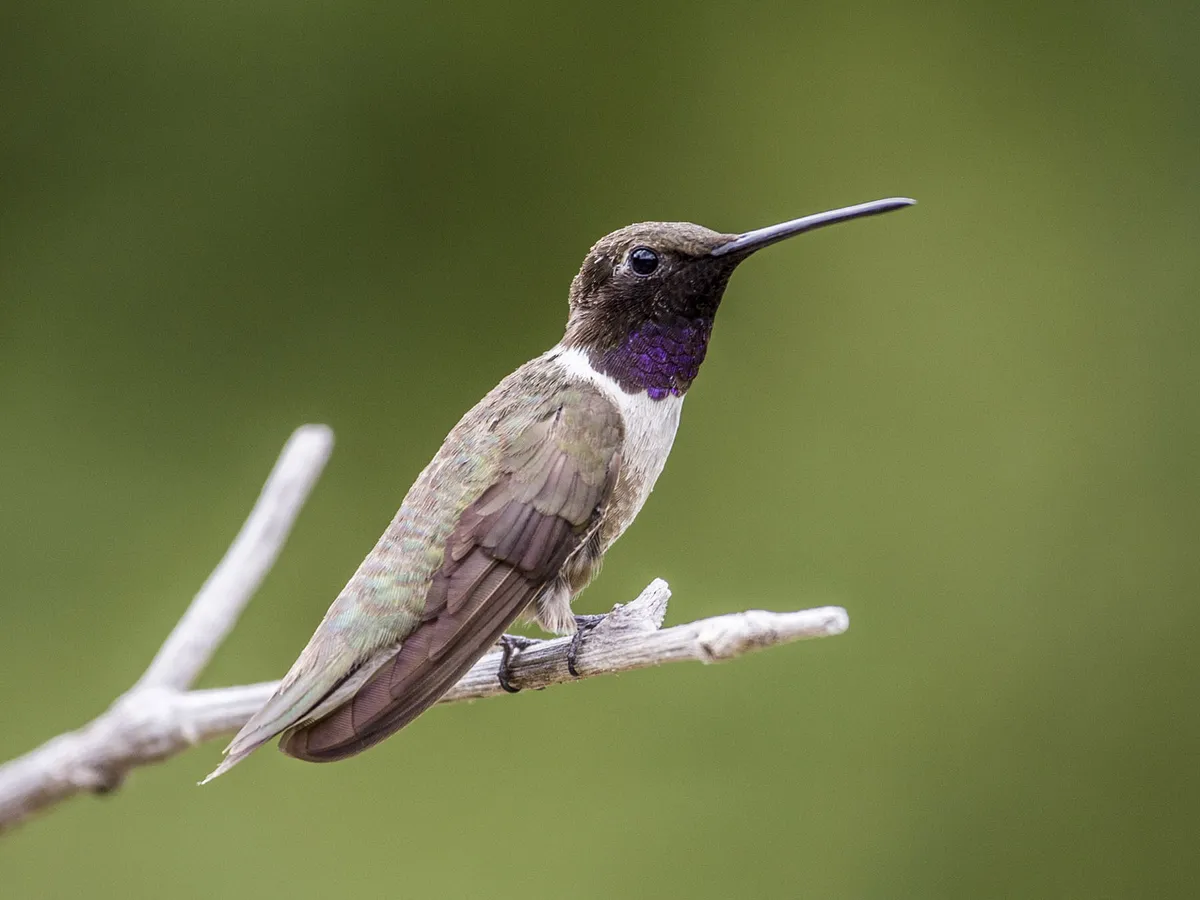 Black-chinned Hummingbird (Range, Habitat + FAQs)