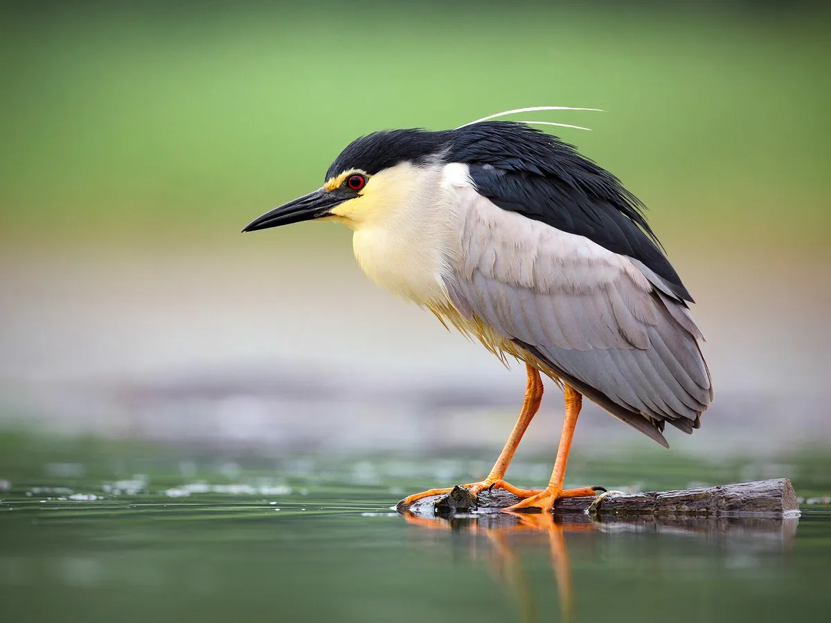 Black-crowned Night Heron Bird Facts (Nycticorax… | Birdfact