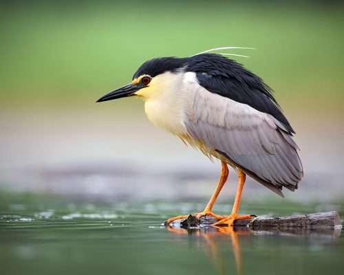 Herons, egrets and bitterns
