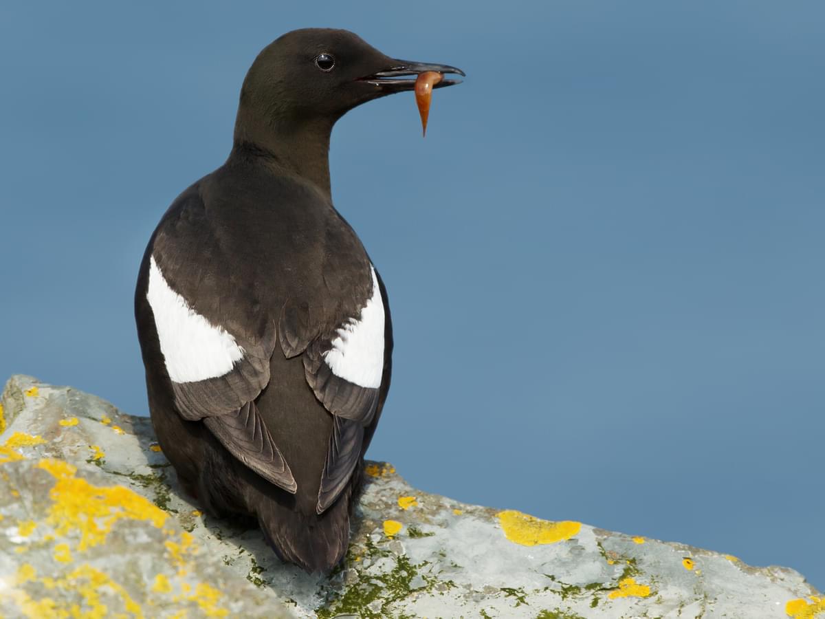Black Guillemot with a small fish in its beak