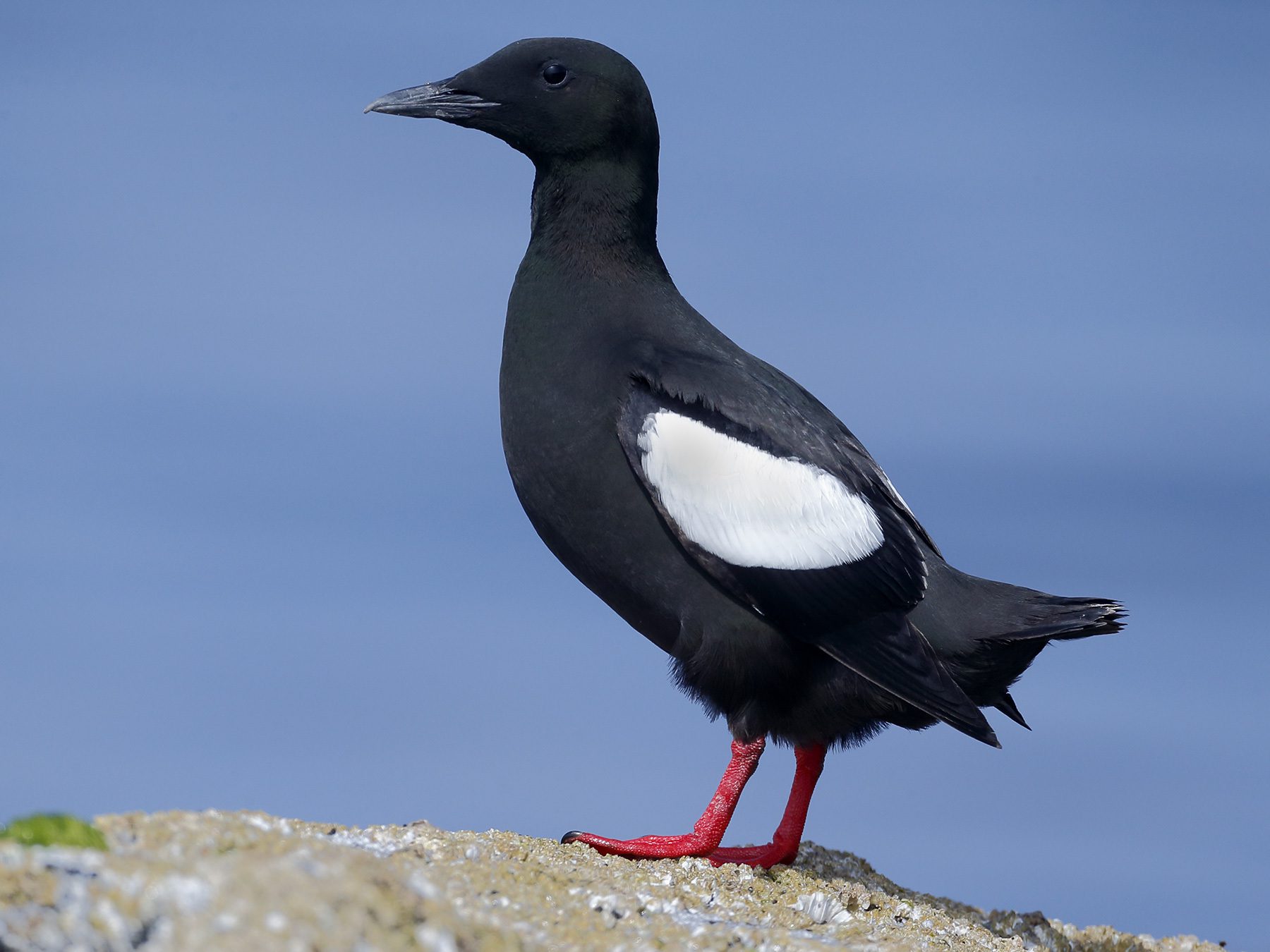 Black Guillemot