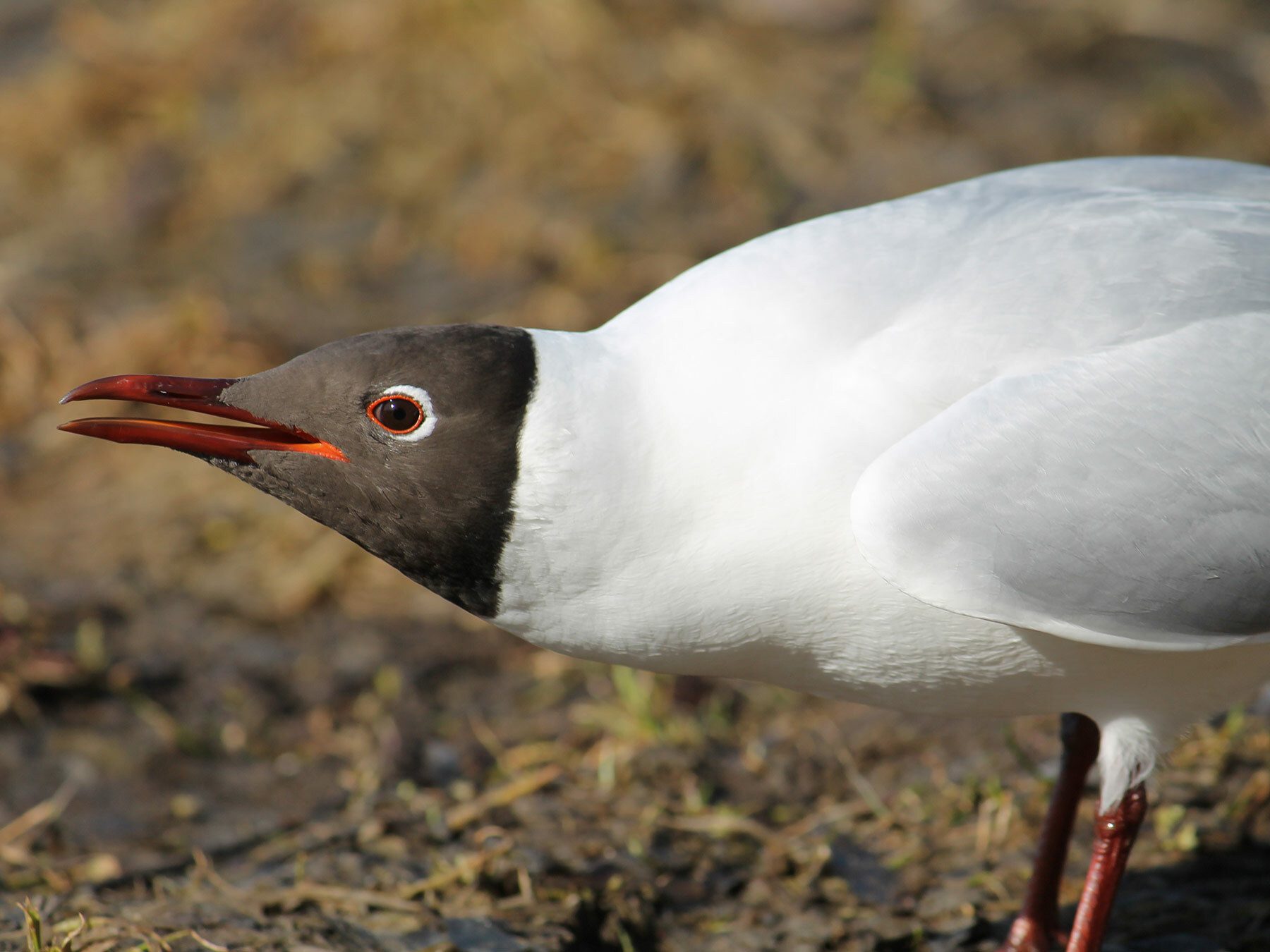 Black-headed Gull