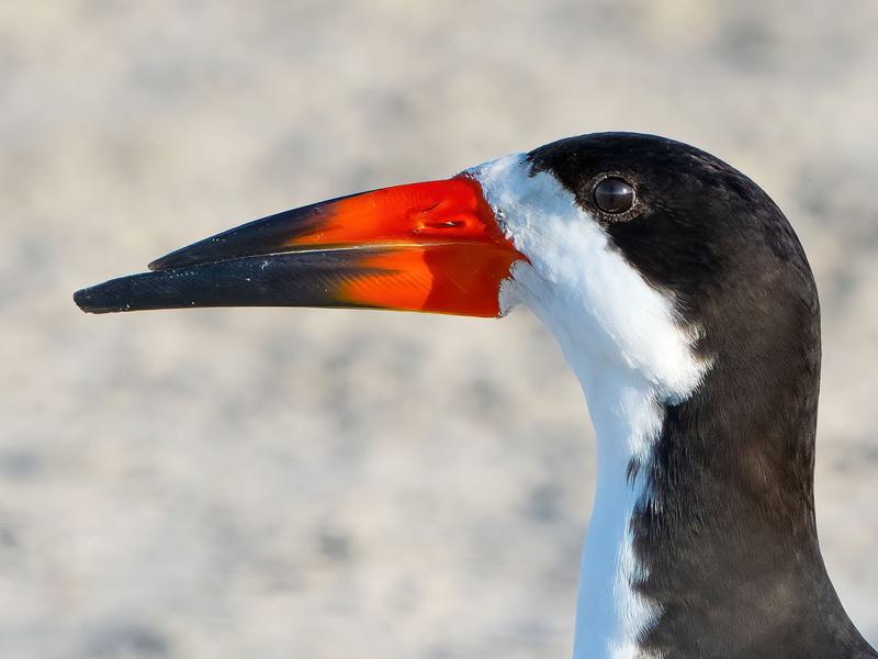 Diversity in Bird Beak Shapes: How Structure Defines… | Birdfact