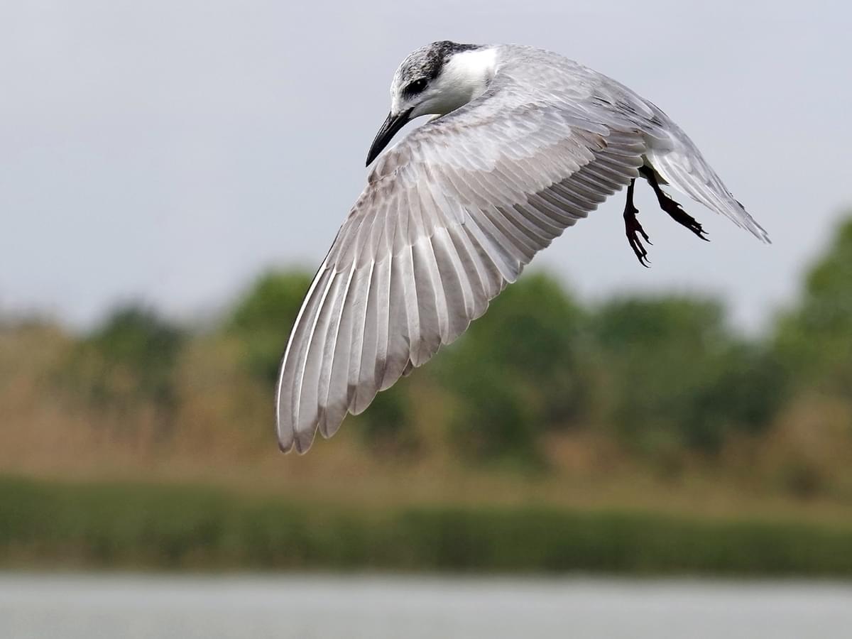Black Tern, non-breeding plumage, in-flight