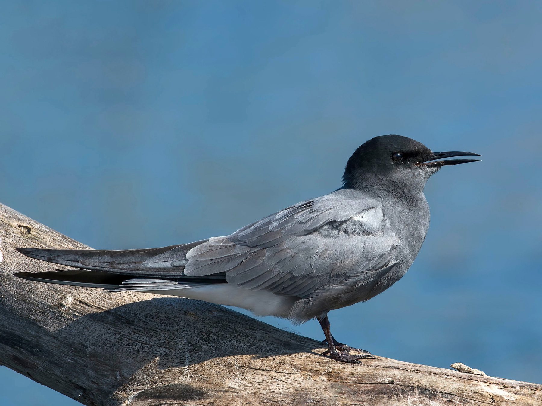 Black Tern