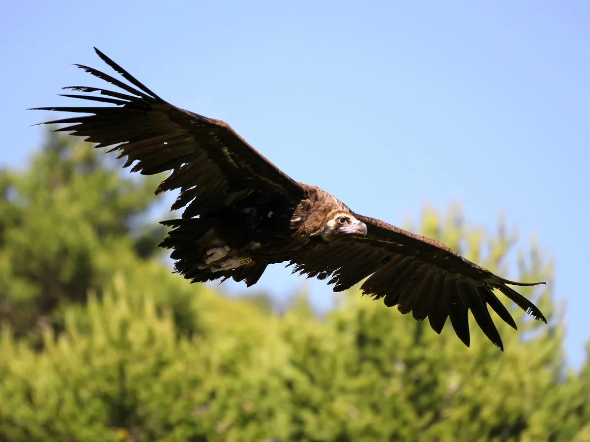 Cinereous Vulture / Black Vulture Bird Facts (Aegypius… | Birdfact