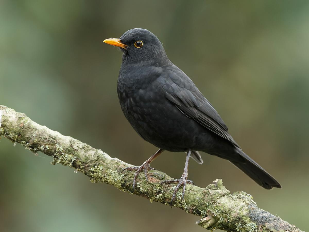 Blackbird perched on a branch (male)