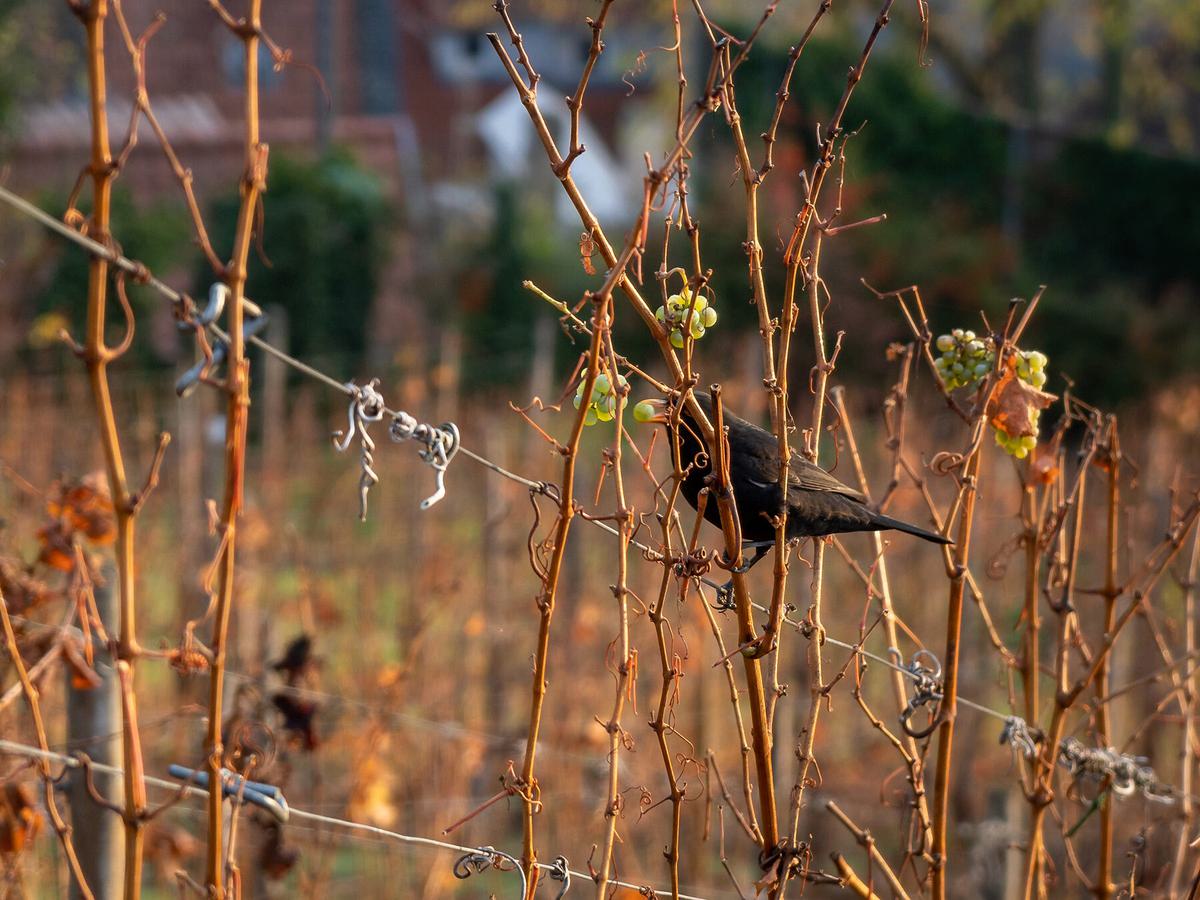 A well-hidden blackbird eating green grapes from a vineyard