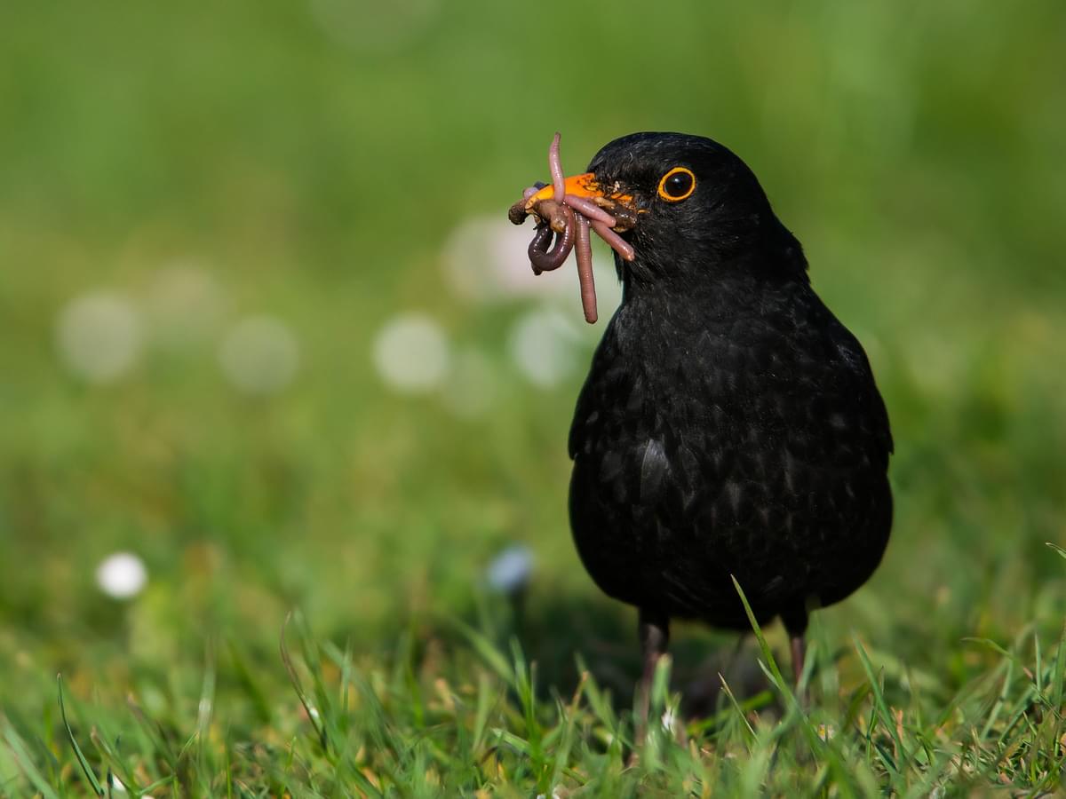 Blackbird with a beak full of worms, to take back to feed the hungry chicks