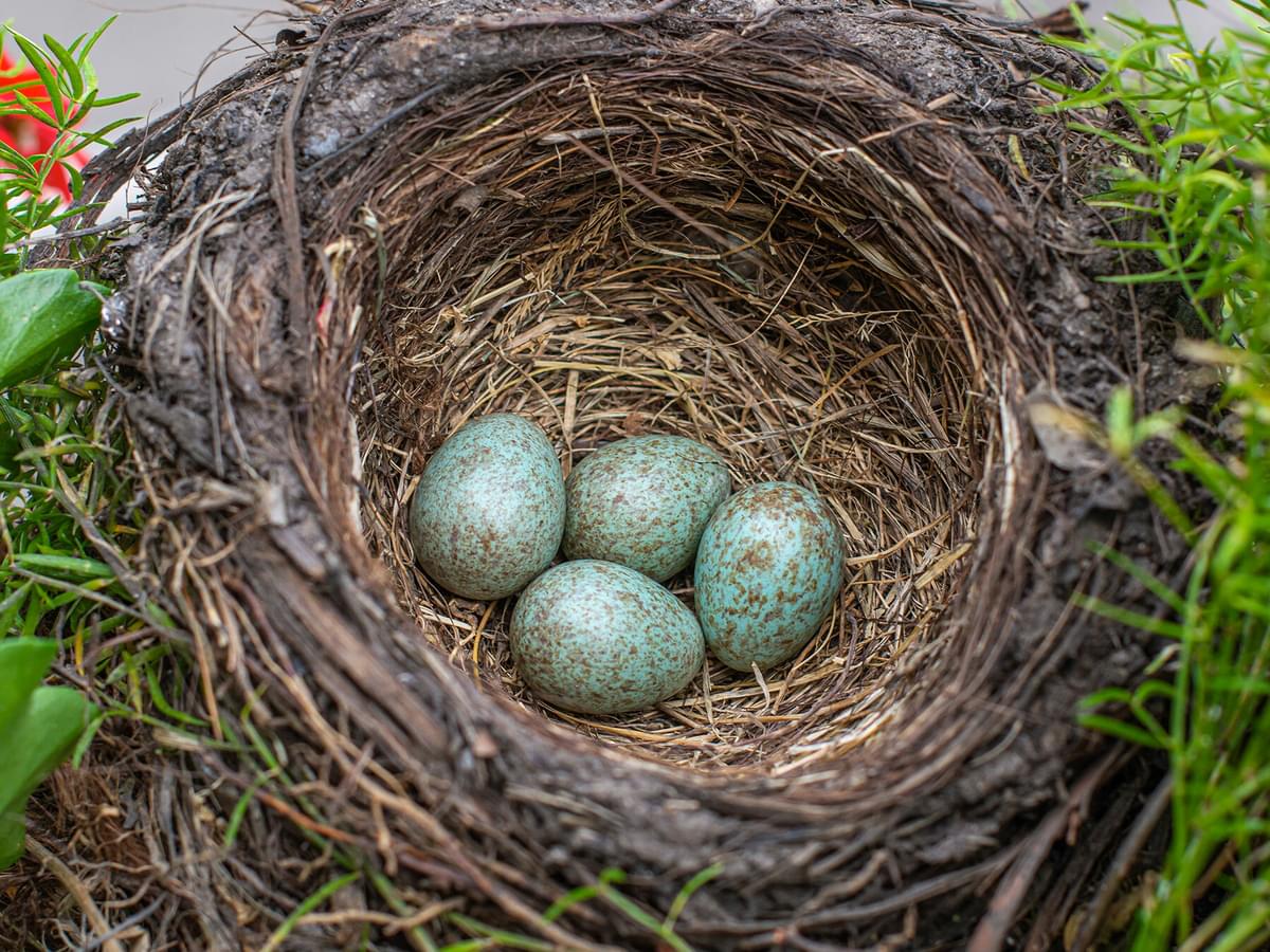 What Birds Have Blue Eggs?
